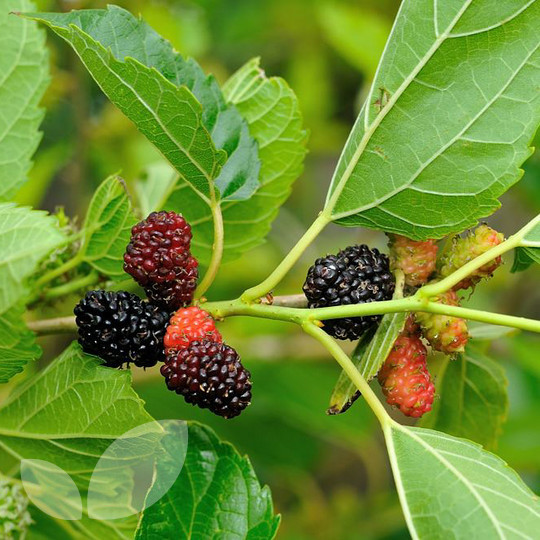 mulberry fruits2