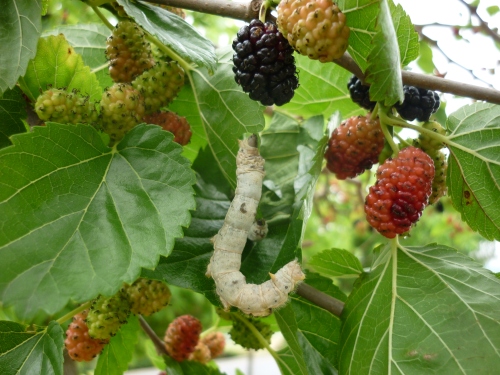 Silkworm feeding on a mulberry leaf